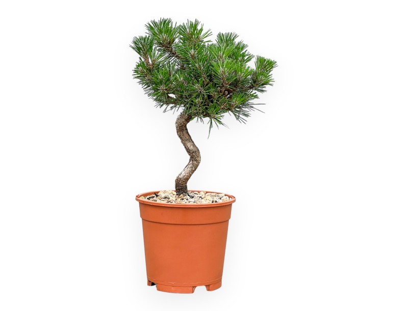 Pinus thunbergii Senjomaru - Pino negro - de 33 a 48 cm