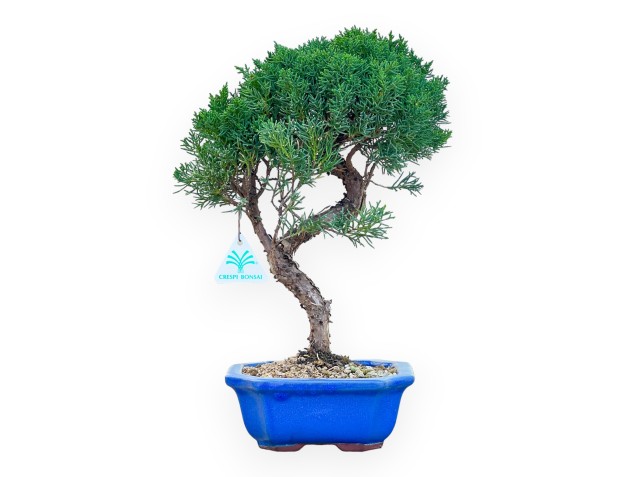 Juniperus Chinensis Kishu - Juniper - from 28 to 36 cm