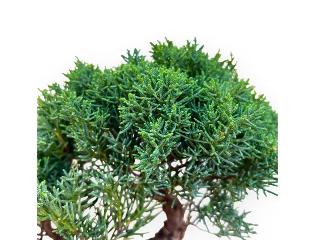 Juniperus Chinensis Kishu - Genévrier - de 28 à 36 cm 2