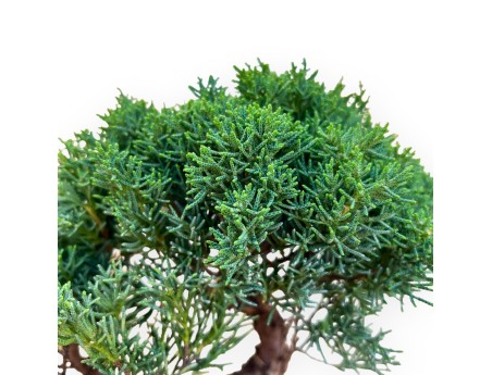 Juniperus Chinensis Kishu - Wacholder - 28 bis 36 cm