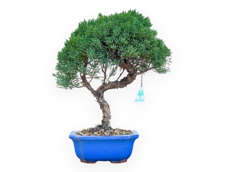 Juniperus Chinensis Kishu - Juniper - from 28 to 36 cm