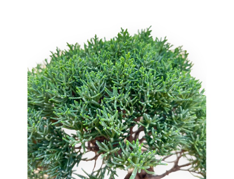 Juniperus Chinensis Kishu - Enebro - 28 a 36 cm