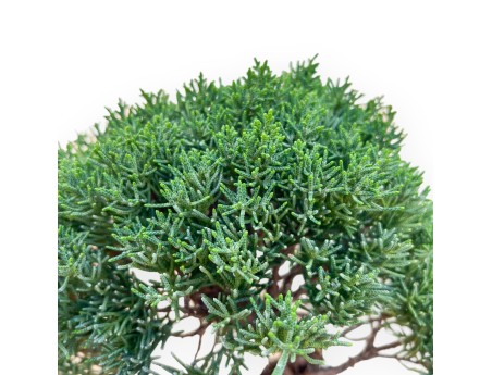 Juniperus Chinensis Kishu - Jeneverbes - 28 tot 36 cm