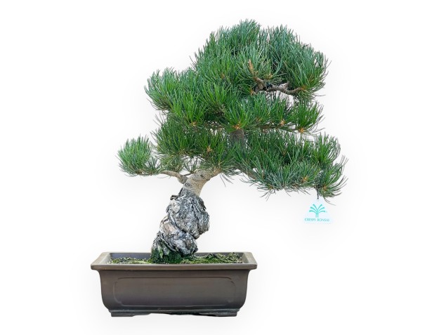Pinus Pentaphylla - Kiefer - 45 cm