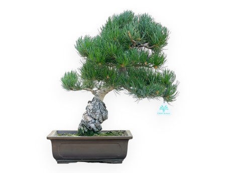 Pinus Pentaphylla - Den - 45 cm