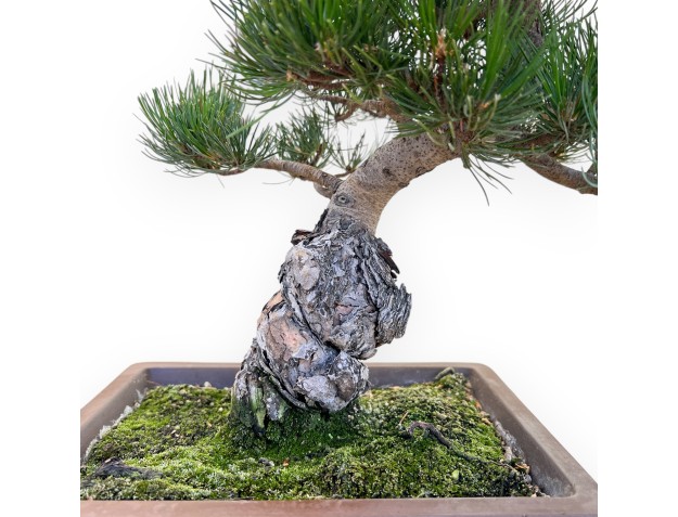 Pinus Pentaphylla - Pino a cinque aghi - 45 cm 2