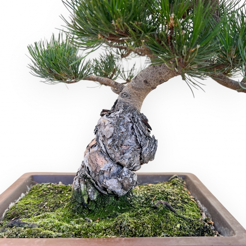 Pinus Pentaphylla - Pino - 45 cm