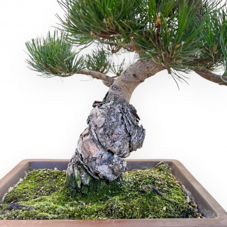 Pinus Pentaphylla - Kiefer - 45 cm