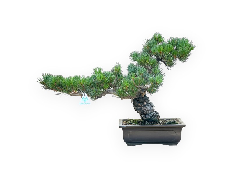 Pinus Pentaphylla - Pine five needles - 42 cm