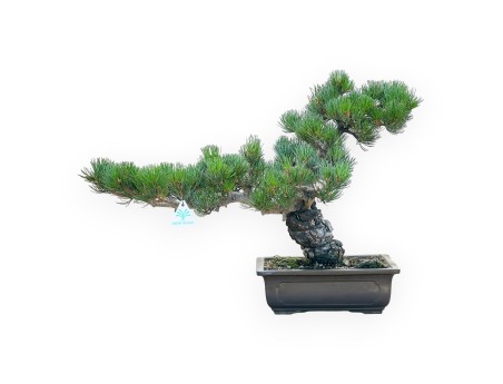 Pinus Pentaphylla - Pine five needles - 42 cm
