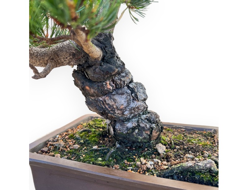Pinus Pentaphylla - Pine five needles - 42 cm
