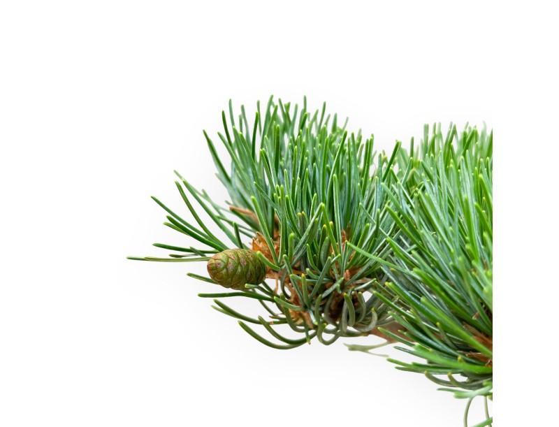 Pinus Pentaphylla - Pine five needles - 42 cm