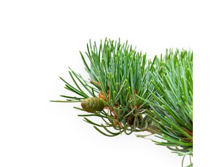 Pinus Pentaphylla - Pin à cinq aiguilles - 42 cm