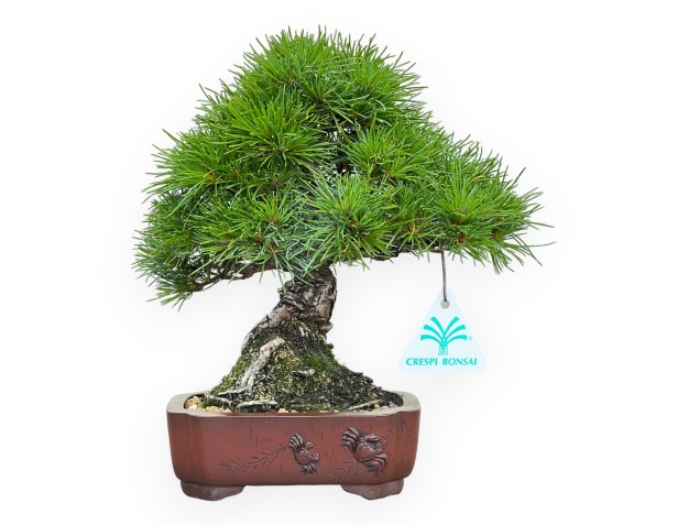 Pinus Pentaphylla Nasukomachi - Pino a cinque aghi - 24 cm