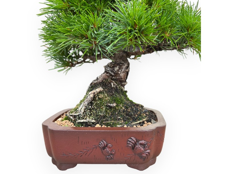 Pinus Pentaphylla Nasukomachi - Den - 24 cm