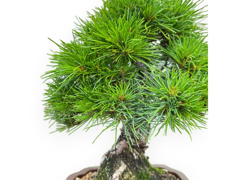Pinus Pentaphylla Nasukomachi - Pin à cinq aiguilles - 24 cm