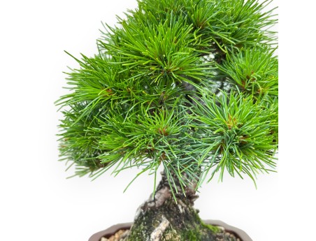 Pinus Pentaphylla Nasukomachi - Den - 24 cm