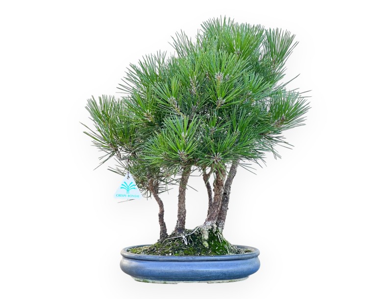 Pinus Thunbergii - Pin Noir - 45 cm