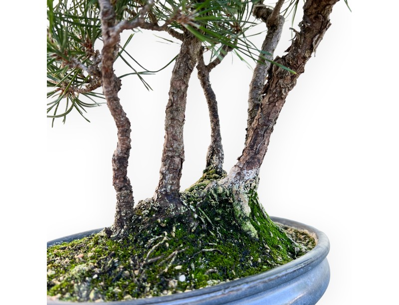 Pinus Thunbergii - Pin Noir - 45 cm