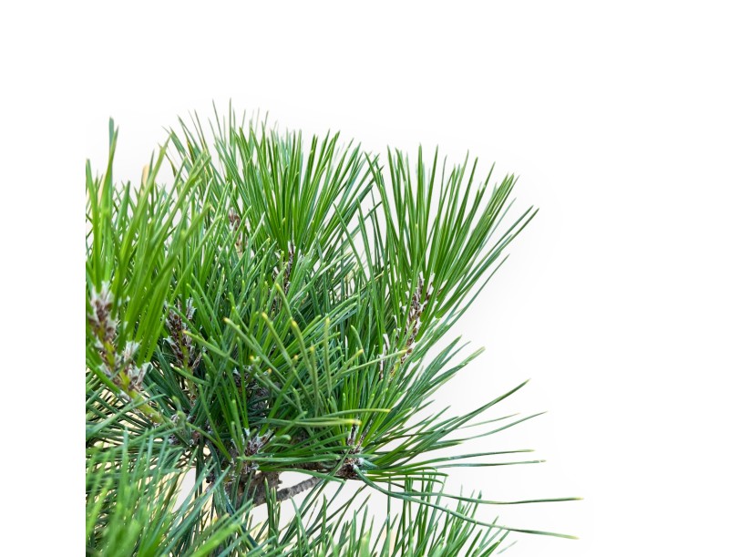 Pinus Thunbergii - Pino negro - 45 cm