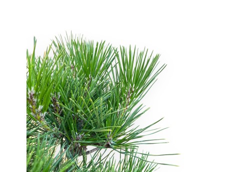 Pinus Thunbergii - Pin Noir - 45 cm