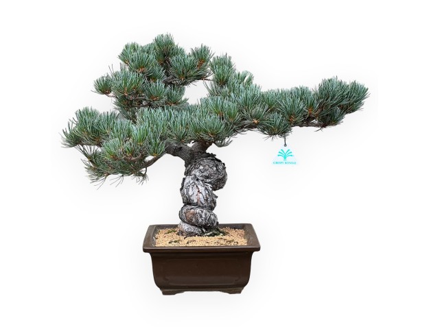 Pinus Pentaphylla - Pino - 43 cm 2