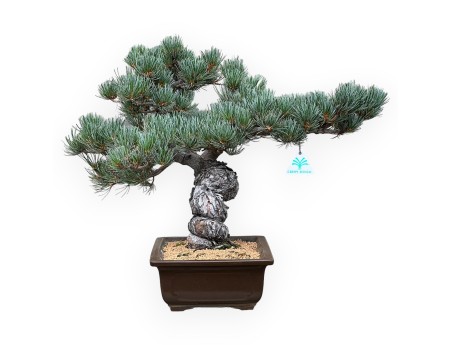 Pinus Pentaphylla - Pine five needles - 43 cm