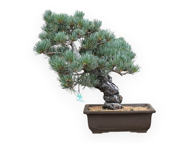 Pinus Pentaphylla - Pino a cinque aghi - 43 cm