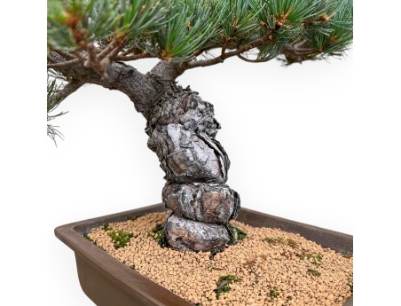 Pinus Pentaphylla - Pine five needles - 43 cm