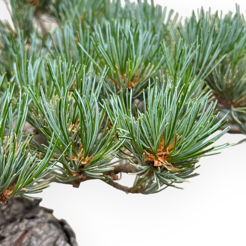 Pinus Pentaphylla - Pine five needles - 43 cm