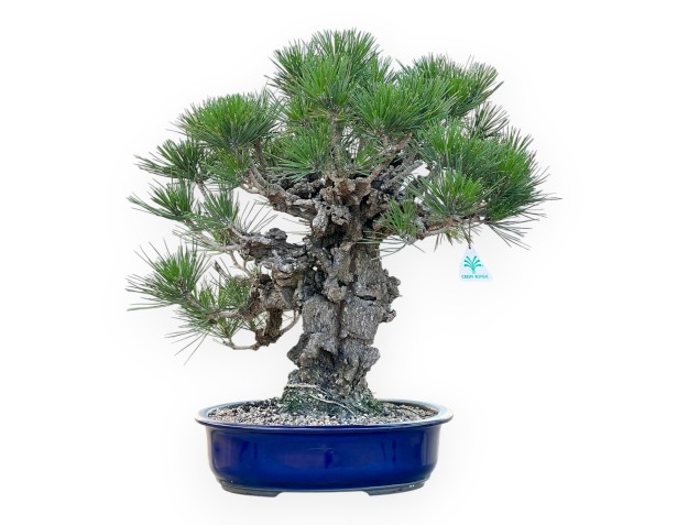 Pinus Thunbergii Corticosa - Pino Nero - 50 cm