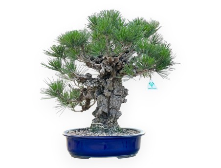 Pinus Thunbergii Corticosa - Pino negro - 50 cm