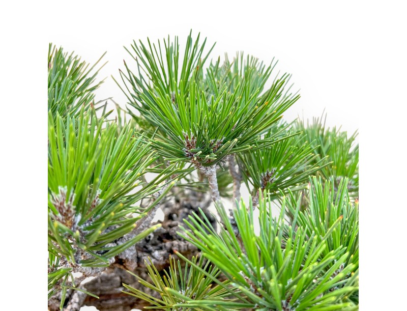 Pinus Thunbergii Corticosa - Pino negro - 50 cm