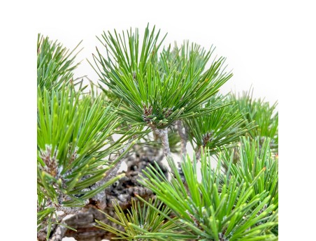 Pinus Thunbergii Corticosa - Pino negro - 50 cm