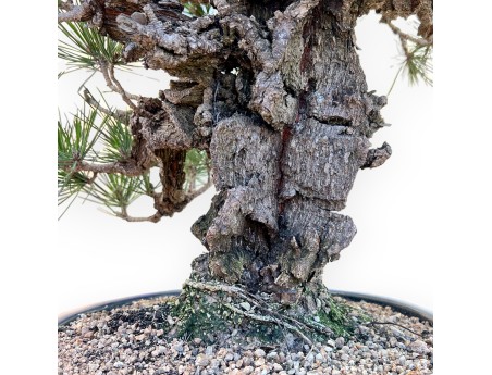 Pinus Thunbergii Corticosa - Pino Nero - 50 cm
