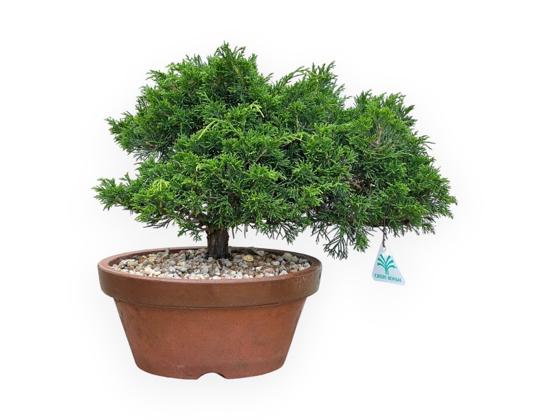 Juniperus Chinensis Itoigawa - Ginepro - da 30 a 39 cm