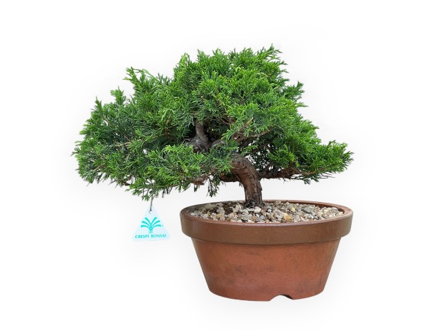 Juniperus Chinensis Itoigawa - Enebro - 30 a 39 cm 2