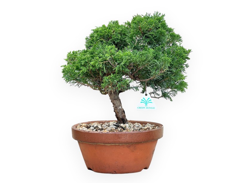 Juniperus Chinensis Itoigawa - Enebro - 30 a 39 cm