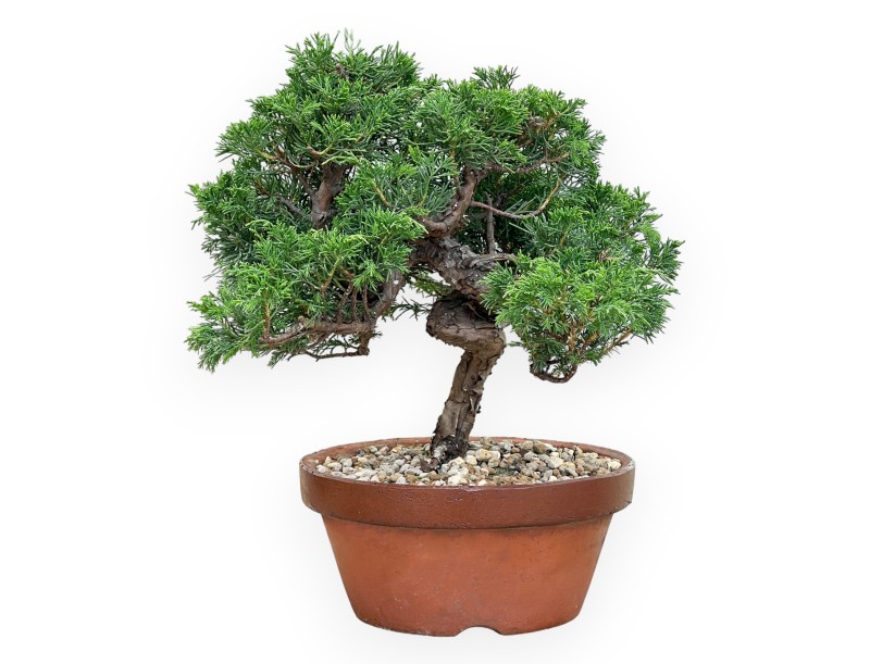 Juniperus Chinensis Itoigawa - Ginepro - da 30 a 39 cm
