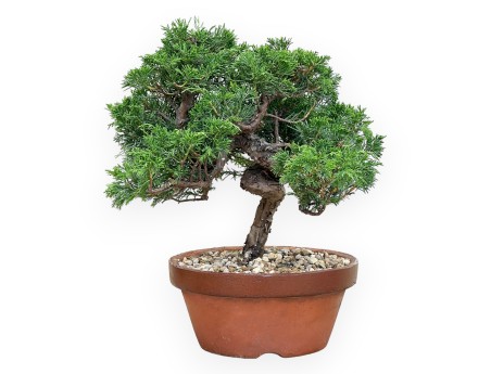 Juniperus Chinensis Itoigawa - Wacholder - 30 bis 39 cm