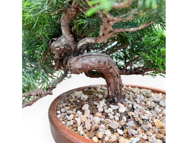 Juniperus Chinensis Itoigawa - Wacholder - 30 bis 39 cm