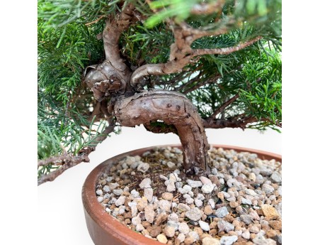 Juniperus Chinensis Itoigawa - Enebro - 30 a 39 cm