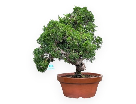 Juniperus Chinensis Kishu - Juniper - 48 cm