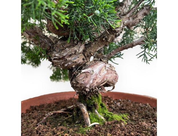 Juniperus Chinensis Kishu - Genévrier - 48 cm 2
