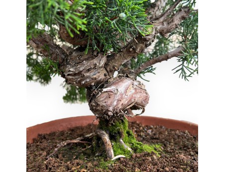 Juniperus Chinensis Kishu - Juniper - 48 cm