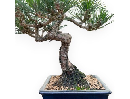 Pinus Thunbergii Senjomaru - Pino negro - 28 cm