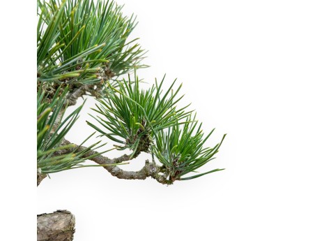 Pinus Thunbergii Senjomaru - Pino negro - 28 cm