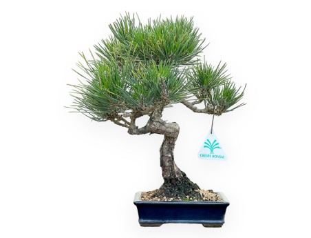 Pinus Thunbergii Senjomaru - Pino Nero - 28 cm