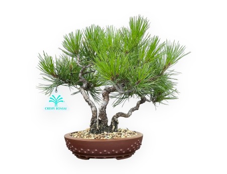 Pinus Thunbergii - Pino Nero - 23 cm