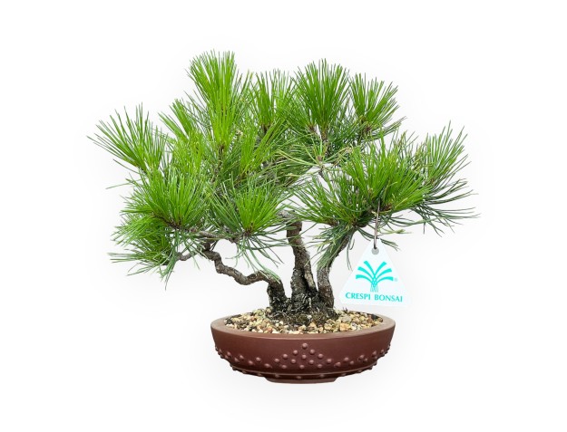 Pinus Thunbergii - Black Pine - 23 cm
